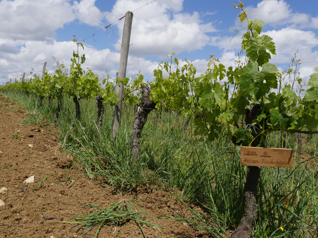 Виноградник на урожай